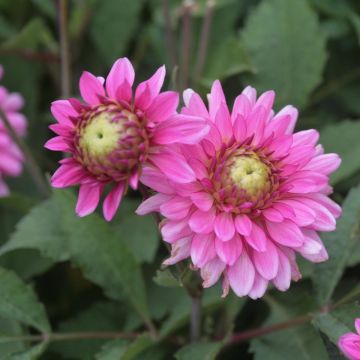 Dália anã Melody Lizza