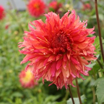 Dália gigante Myrtle's Folly