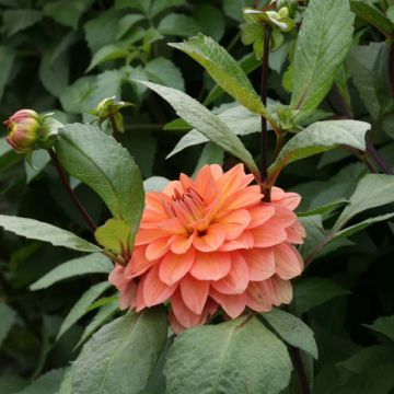 Dália decorativa Nicholas