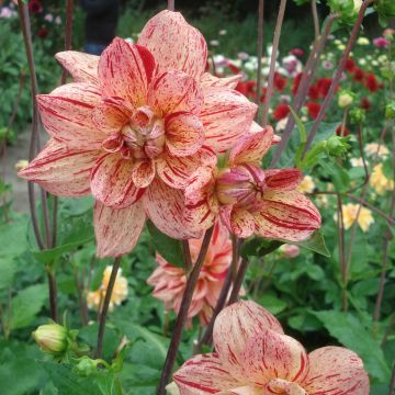 Dália nenúfar Nonette