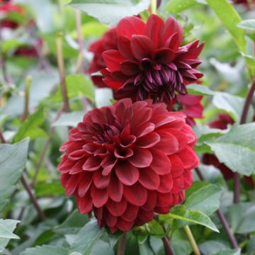 Dália decorativa Obama