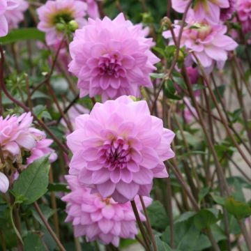 Dália decorativa Ocean Bird