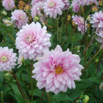 Dália nenúfar Offshore Dream