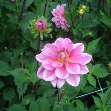 Dália nenúfar Onesta