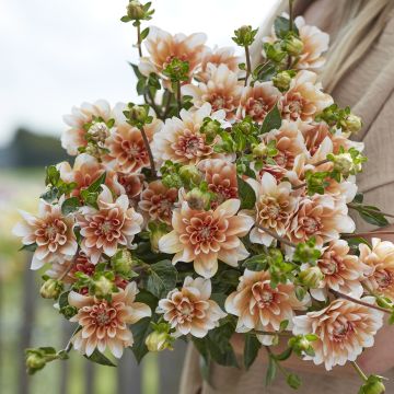 Dália decorativa Orange Perception