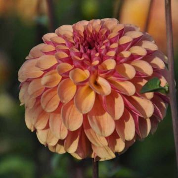 Dália bola Dahlia Palmares