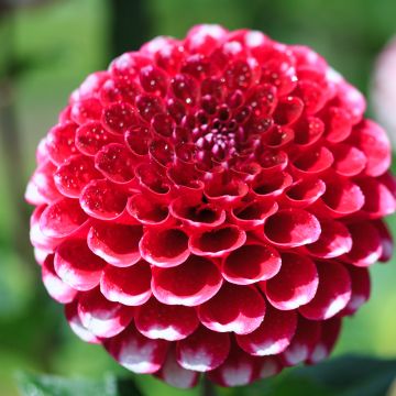 Dahlia pompon Little William Dahlia pompon Little William