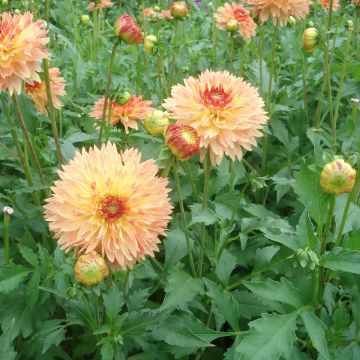 Dália decorativa Puerto Rico