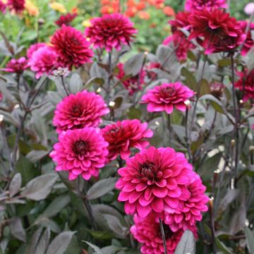 Dália decorativa Purple Flame