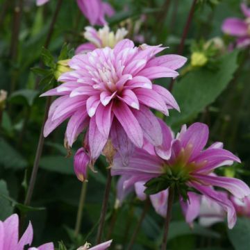 Dália decorativa Razzle Dazzle