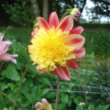 Dália anémona Rock and Roll