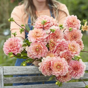 Dália decorativa Rosario