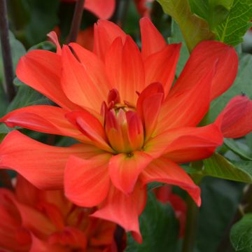 Dália decorativa Tour du Monde