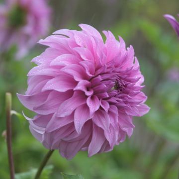 Dália gigante Vassio Meggos