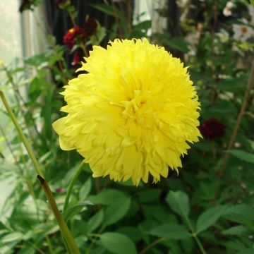 Dália anémona Papaye