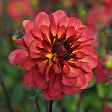 Dália decorativa Dahlia Antibes