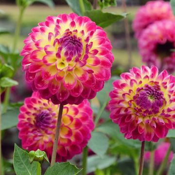 Dália bola Hapet Daydream