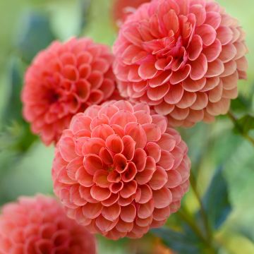 Dália bola Hillcrest Suffusion