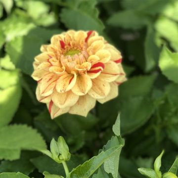 Dália bola Jowey Provence