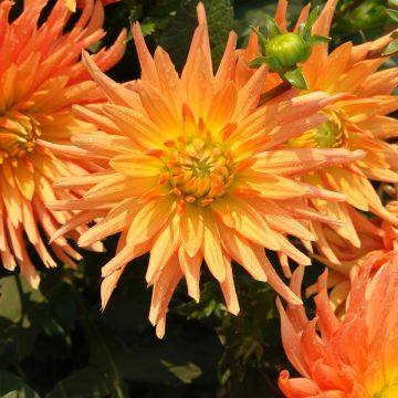 Dália cactus Ludwig Helfert