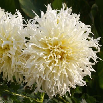 Dália cactus Tsuki Yori no Shisha