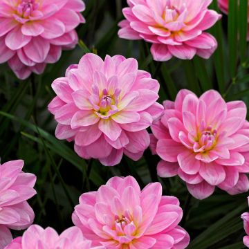 Dália nenúfar Onesta