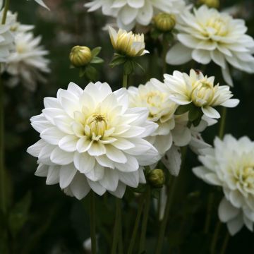 Dália nenúfar Peace Pact