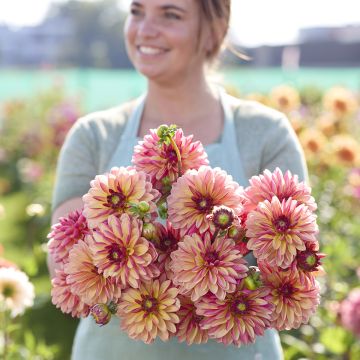 Dália decorativa Madame Antoinette