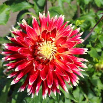 Dália decorativa Akita