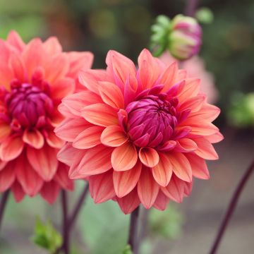 Dália decorativa American Dawn