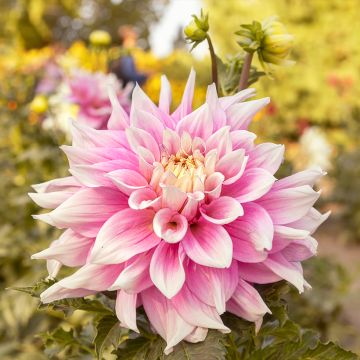 Dália decorativa Break Out