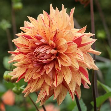 Dália decorativa Clown
