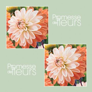 Dália decorativa Coup de Soleil