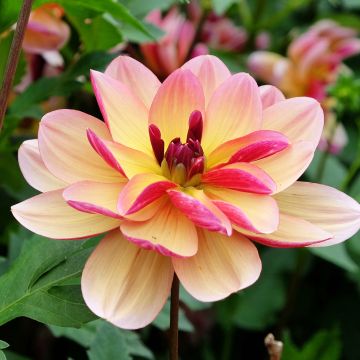 Dália decorativa Dark Butterfly