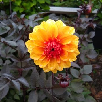 Dália decorativa David Howard