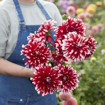 Dália decorativa Davos