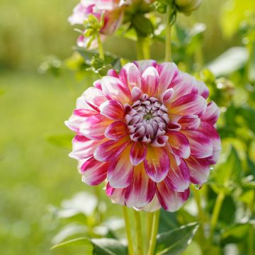 Dália decorativa Hawaii