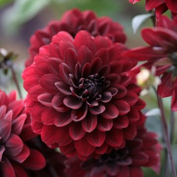 Dália decorativa Karma Choc