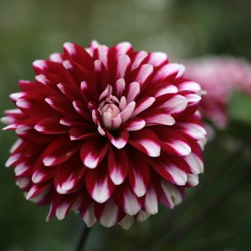 Dália decorativa Karma Yin Yang