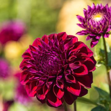 Dália decorativa Le Baron