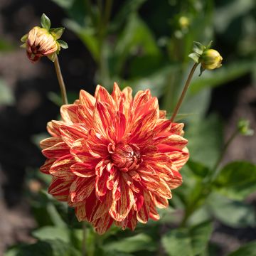 Dália decorativa Neo