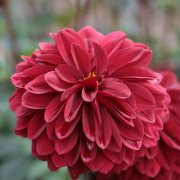 Dália decorativa Obama