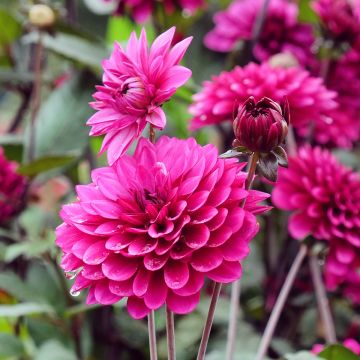 Dália decorativa Purple Flame