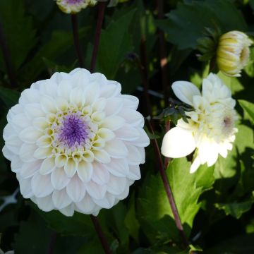 Dália decorativa Seniors White