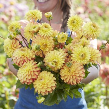 Dália decorativa Bronze Glory