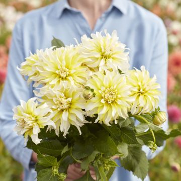 Dália decorativa Calgary Flames