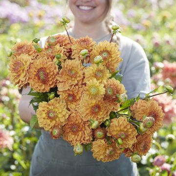 Dália decorativa Caramel