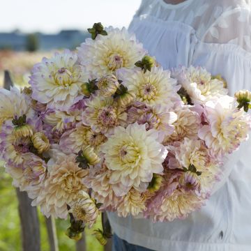 Dália decorativa Masterclass