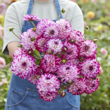 Dália decorativa Stardust