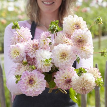 Dália decorativa Sturm Kika